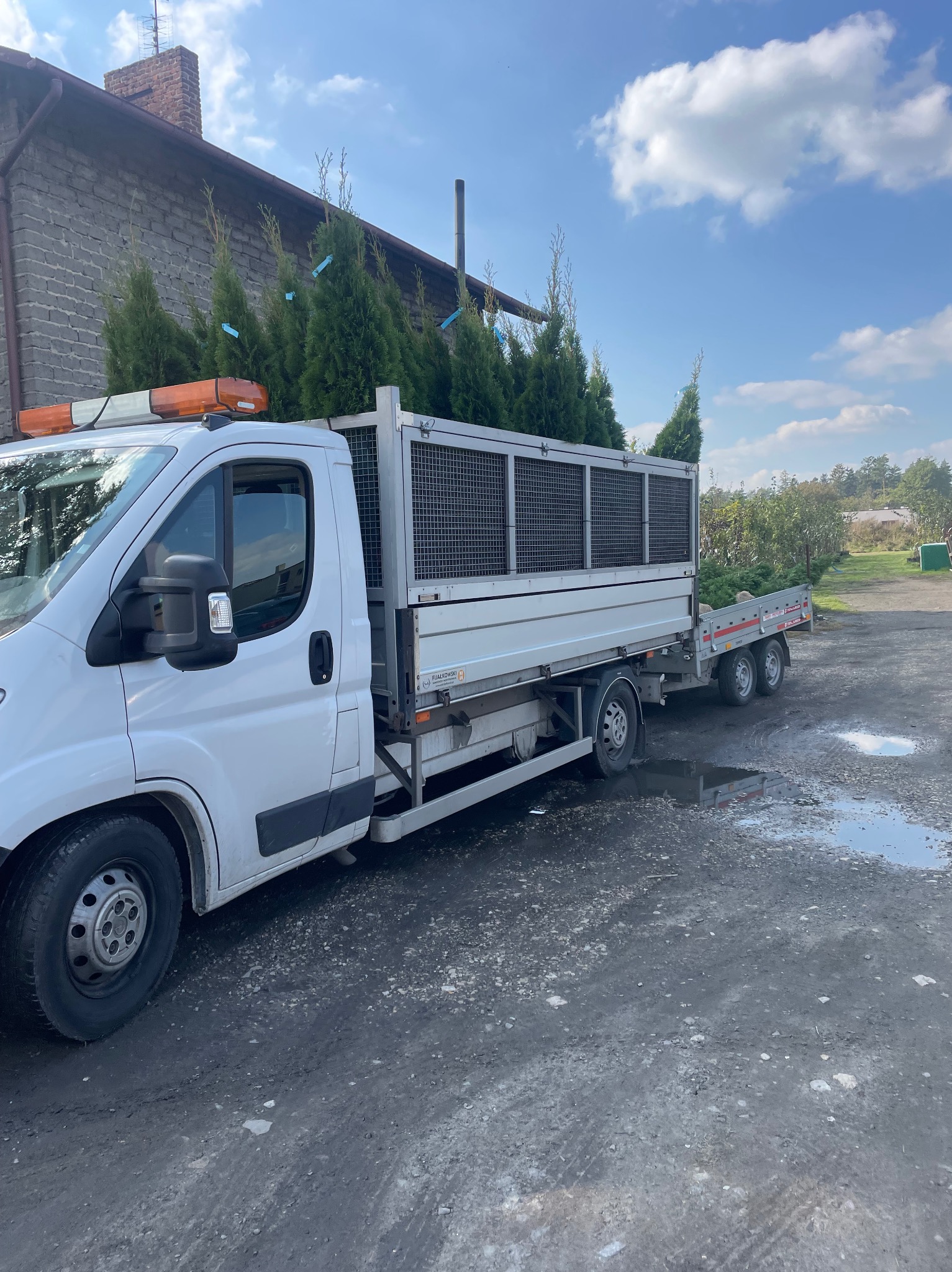 Ciężarówka z przyczepą wypełniona młodymi drzewkami iglastymi, prawdopodobnie po szkółce, gotowa do transportu i nasadzeń.