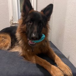 FIRMA FASTRYGA Lubow Jankowicz - Owczarek niemiecki długowłosy leży na ciemnoniebieskiej tapicerowanej powierzchni, trzymając w pysku turkusową zabawkę. W tle ściana i rama lustra.