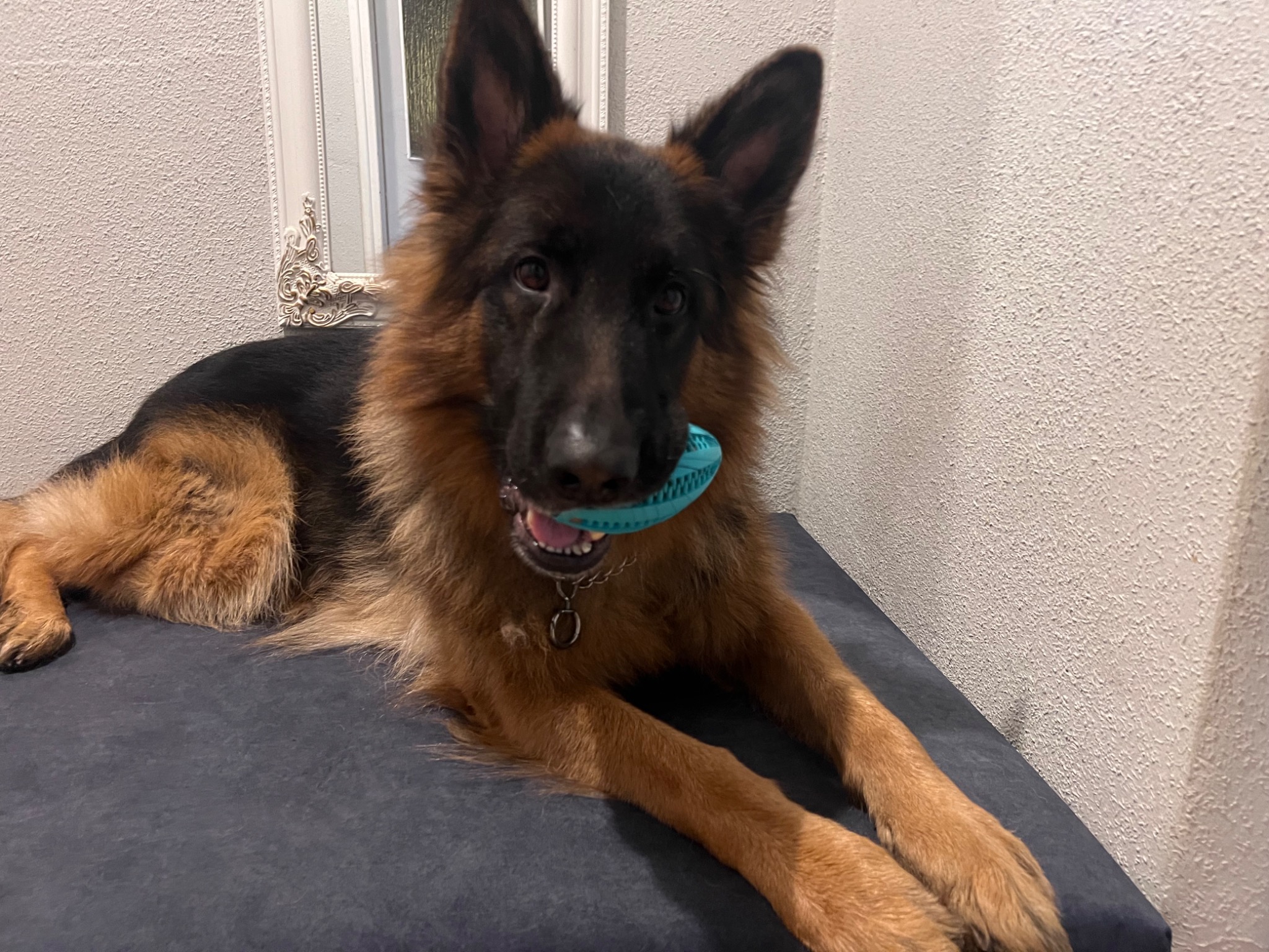 Owczarek niemiecki długowłosy leży na ciemnoniebieskiej tapicerowanej powierzchni, trzymając w pysku turkusową zabawkę. W tle ściana i rama lustra.