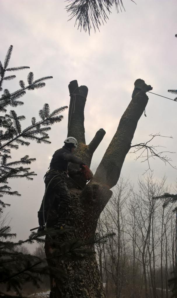 Arborysta w kasku tnie piłą spalinową pień drzewa z dwoma odgałęzieniami, zabezpieczony linami, z widocznymi trocinami i okolicznymi drzewami bezlistnymi w tle, pochmurny dzień.