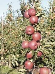 Jabłonie kolumnowe z obfitym plonem czerwonych jabłek, widoczne inne drzewa owocowe w tle sadu.