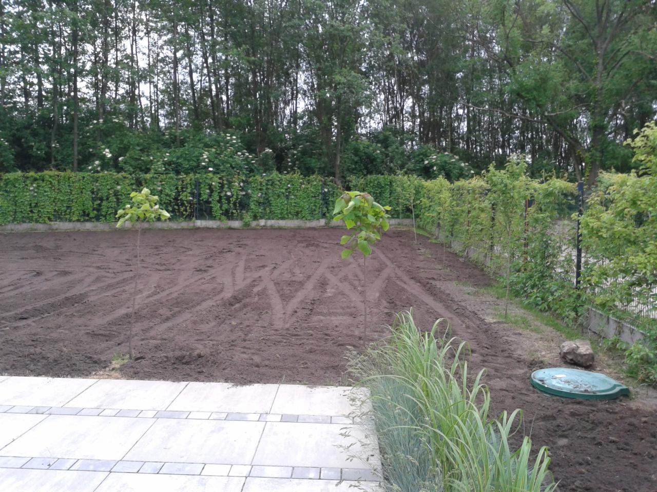 Przygotowany teren pod trawnik z posadzonymi młodymi drzewkami, widoczne ślady po maszynach, w tle żywopłot i drzewa, z przodu kostka brukowa i trawa ozdobna, po prawej stronie studzienka...