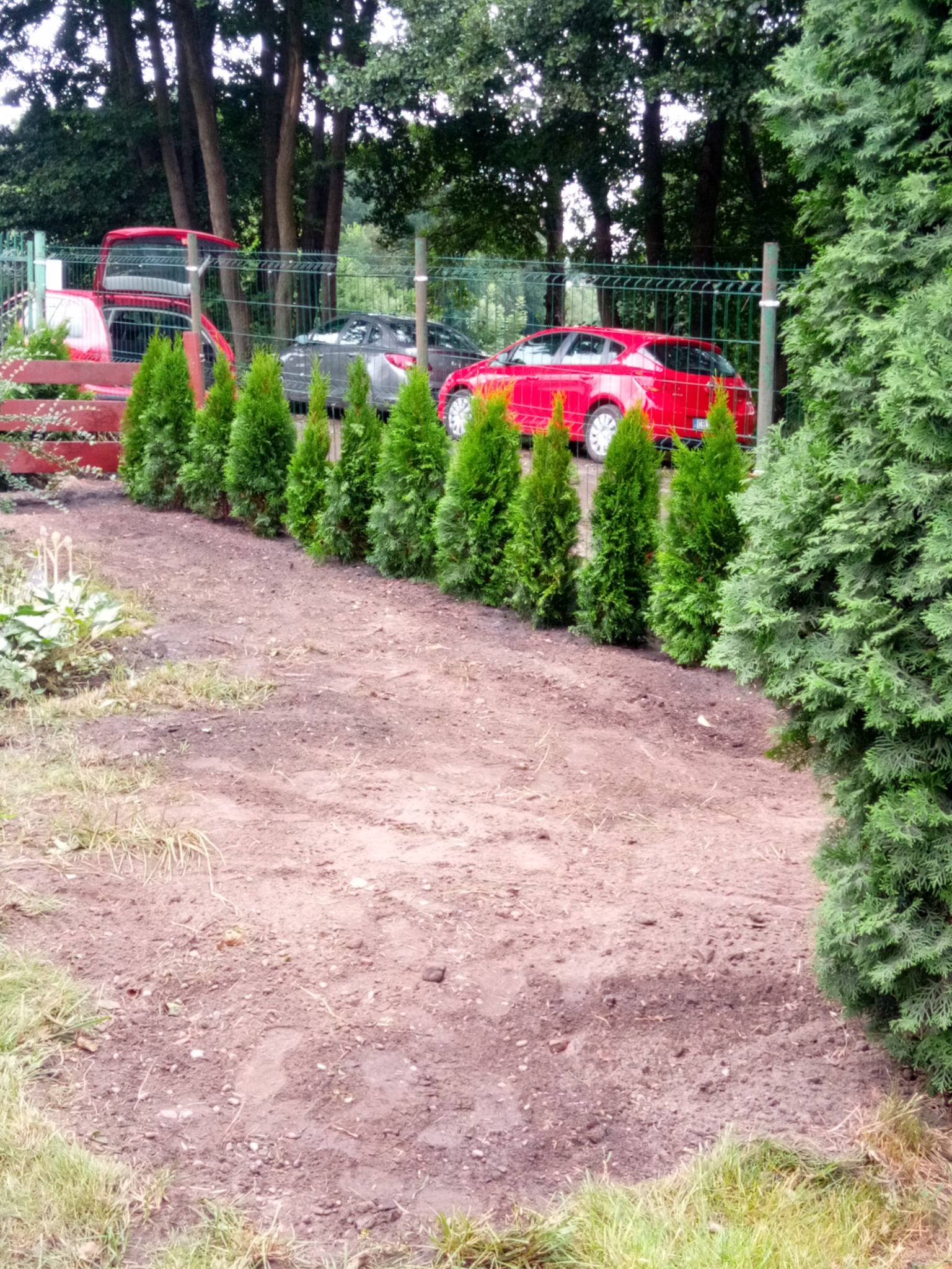 Rząd świeżo posadzonych, małych, zielonych drzewek iglastych wzdłuż ogrodzenia z siatki, z zaparkowanymi za nim czerwonymi i szarymi samochodami.