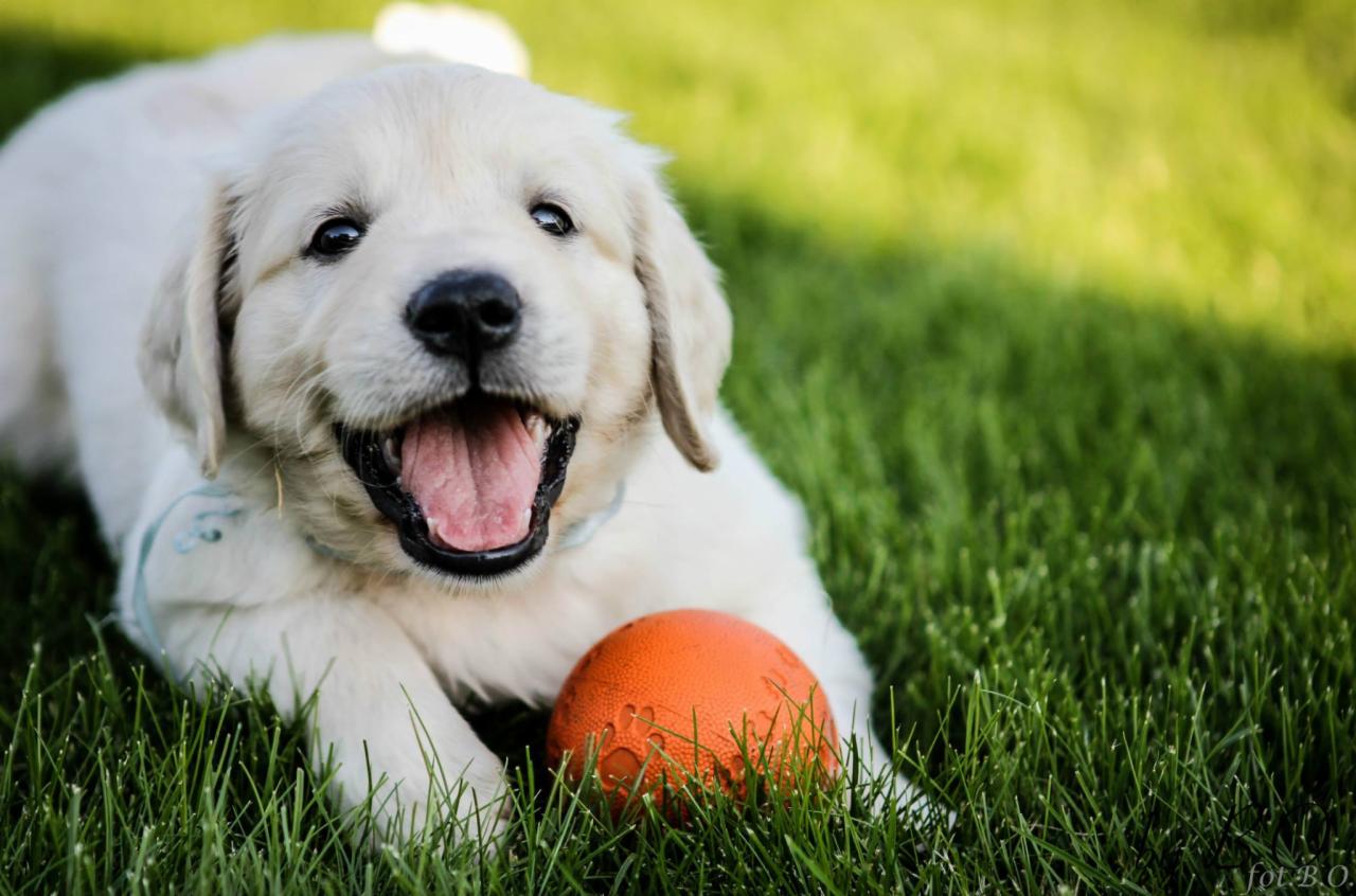Szczeniak rasy Golden Retriever z otwartym pyskiem leży na trawie obok pomarańczowej piłki z odciskiem psiej łapy.