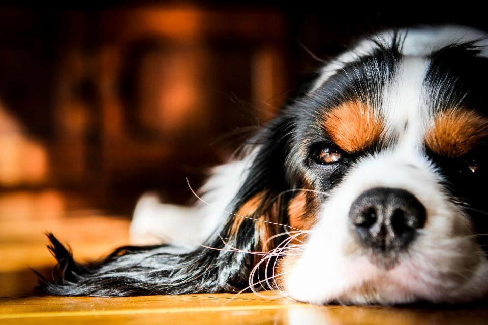 Portret psa rasy Cavalier King Charles Spaniel leżącego na drewnianej podłodze, z bliska widoczna głowa i pysk, w tle rozmyte pomarańczowe światło.