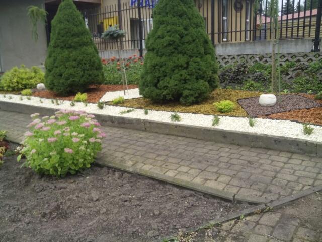 Uporządkowany ogród z dwoma stożkowymi drzewami, rabatą z białych kamieni i korą, oraz kwitnącym krzewem przy chodniku z kostki brukowej.