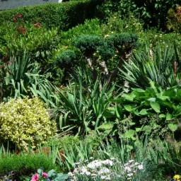 Bogata kompozycja roślinna w ogrodzie: trawy ozdobne, juka, formowane krzewy iglaste, kwitnące byliny w odcieniach różu i bieli, na tle zielonego żywopłotu.