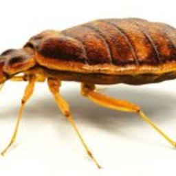 Pluskwy w domu? To nie powód do wstydu.  To powód do działania. Szybkiego działania, bo same się nie wyprowadzą, tylko szybko rozmnożą. 