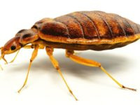 Makro pluskwy domowej na białym tle, ukazującej jej segmentowaną budowę ciała i długie odnóża, z detalami brązowo-pomarańczowego ubarwienia.