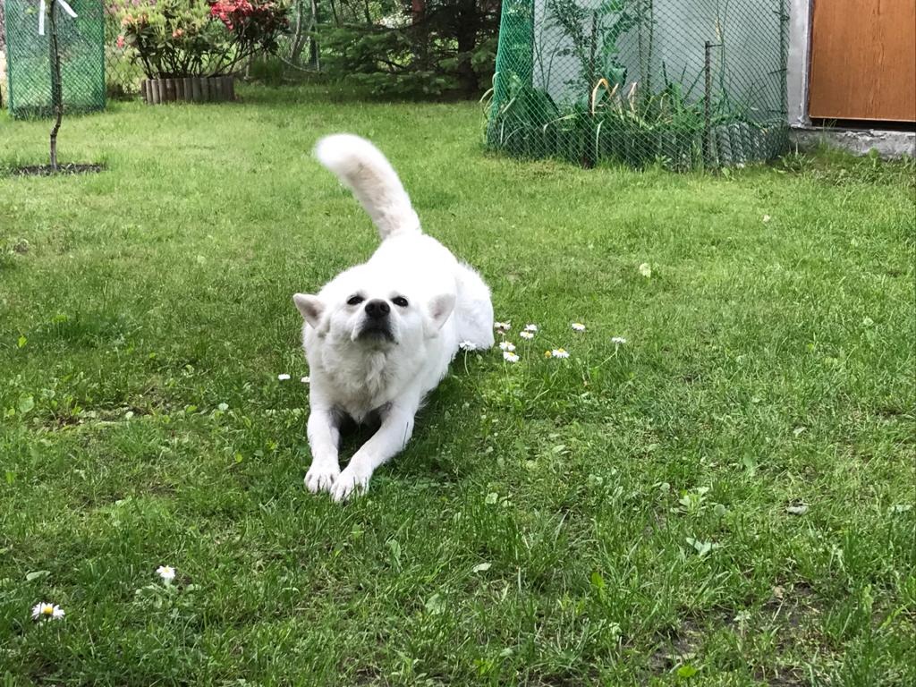 Biały pies rasy husky leży na zielonej trawie z białymi stokrotkami, patrząc w górę z podniesionym ogonem, w tle widoczne drzewa i budynek.
