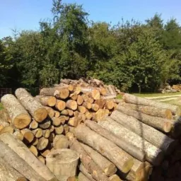 Stos pociętych kloców drewna z widoczną korą, ułożonych na trawie przed lasem pod błękitnym niebem.