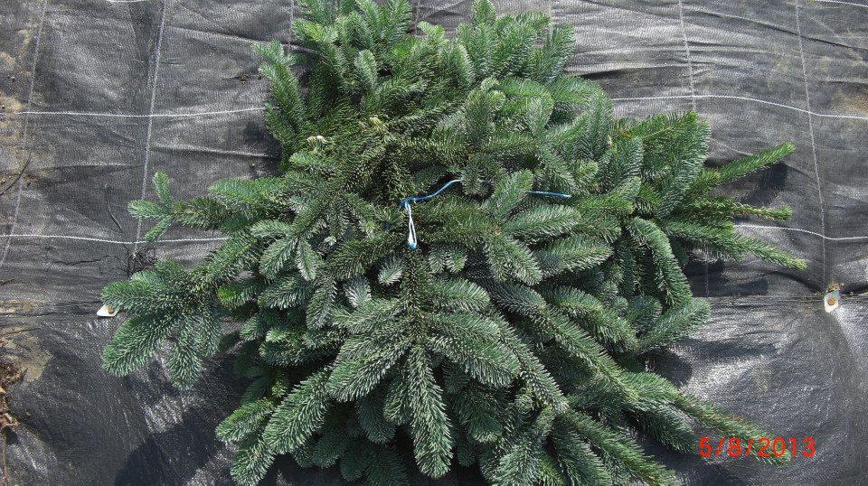 Gęsta, mała choinka świerkowa na czarnej macie szkółkarskiej z widocznym sznurkiem i etykietą.