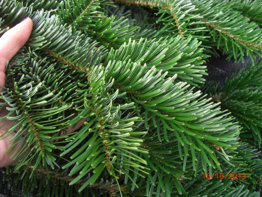 Dłoń trzyma gałązki świeżego, ciemnozielonego świerku z widocznymi igłami i brązowymi pędami.