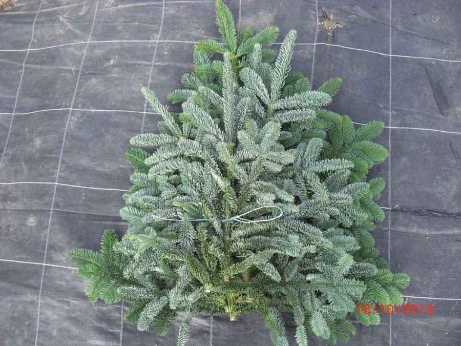 Ścięta jodła koreańska, zabezpieczona sznurkiem, leżąca na czarnej, grubej tkaninie z białymi liniami tworzącymi siatkę.