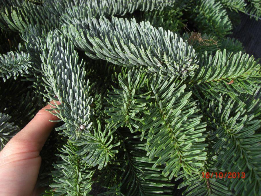 Szczegółowe ujęcie gałęzi jodły koreańskiej 'Silverlock' z wyraźnie widocznym srebrzystym nalotem na igłach, trzymanej w dłoni na tle innych gałęzi.