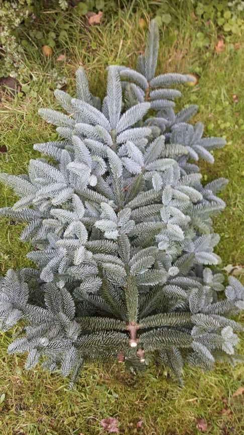 Młoda jodła koreańska 'Silver Star' leżąca na trawie, widoczne srebrzyste igły i brązowy pień.