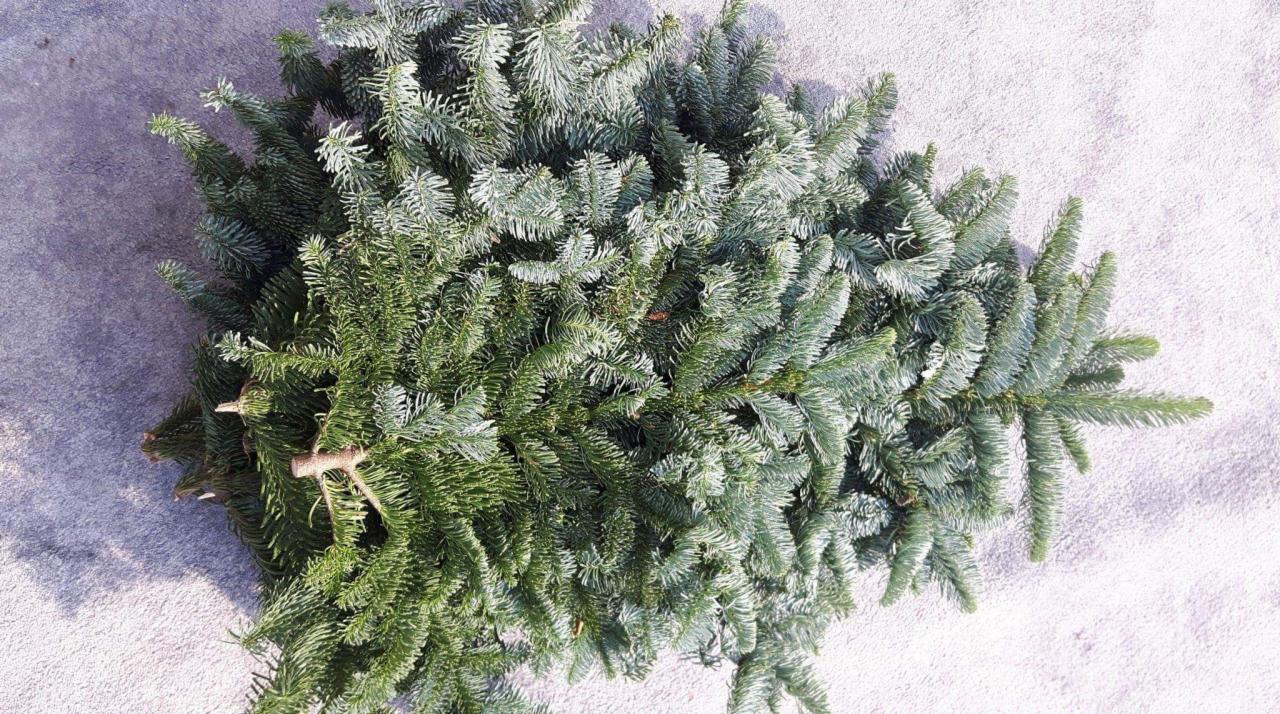 Ścięte gałęzie jodły na szarym tle, związane sznurkiem, przygotowane do transportu.