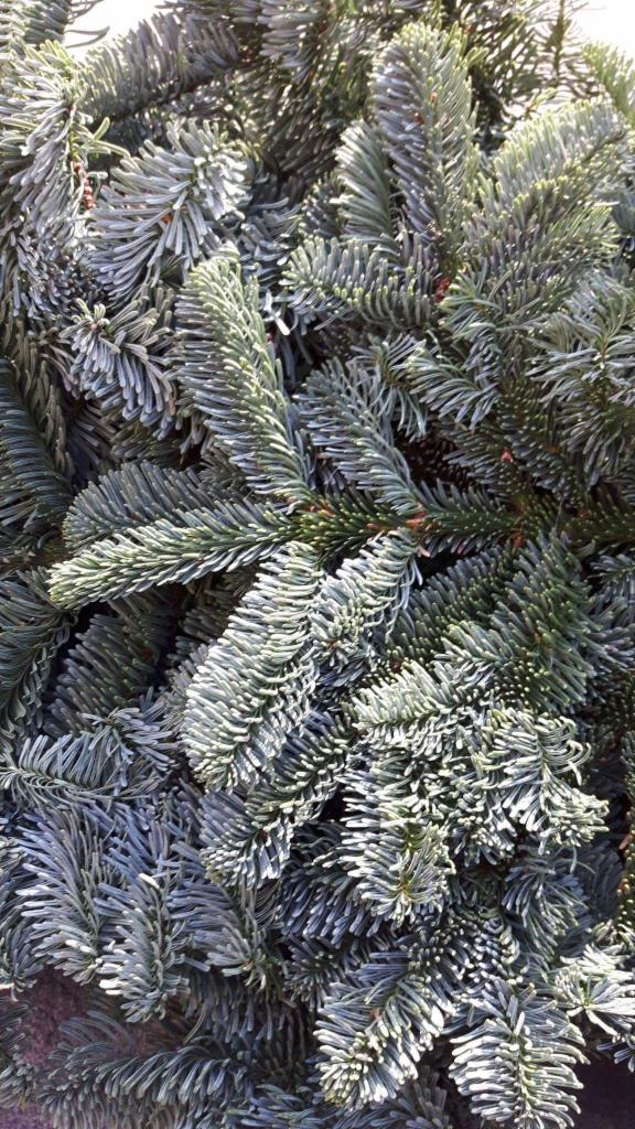 Gęste, srebrzysto-zielone gałązki świerku kłującego z bliska, tworzące dekoracyjny wzór.