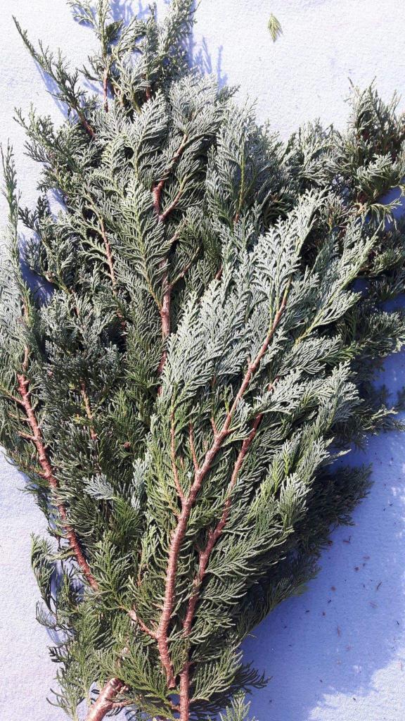 Gałązki cyprysika Lawsona z brązowymi pędami na tle jasnego, lekko fioletowego podłoża.