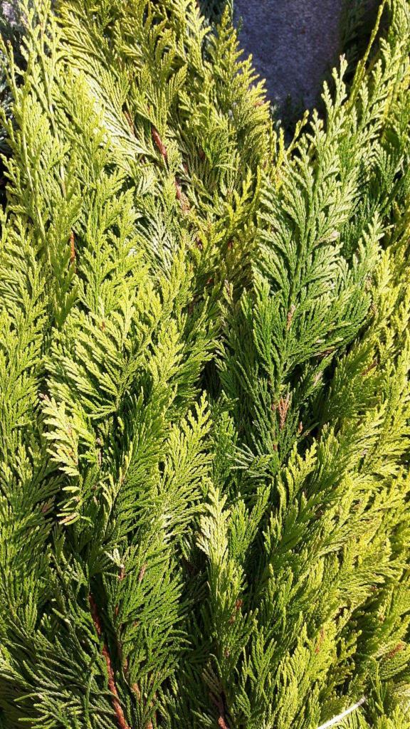 Gęste gałązki żywotnika zachodniego o intensywnie zielonych igłach, widoczne brązowe pędy w głębi, oświetlone naturalnym światłem.