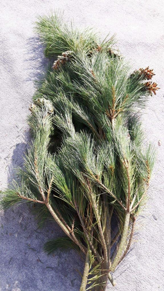 Gałązki sosny z szyszkami na szarym tle, widoczne igły i brązowe gałęzie.