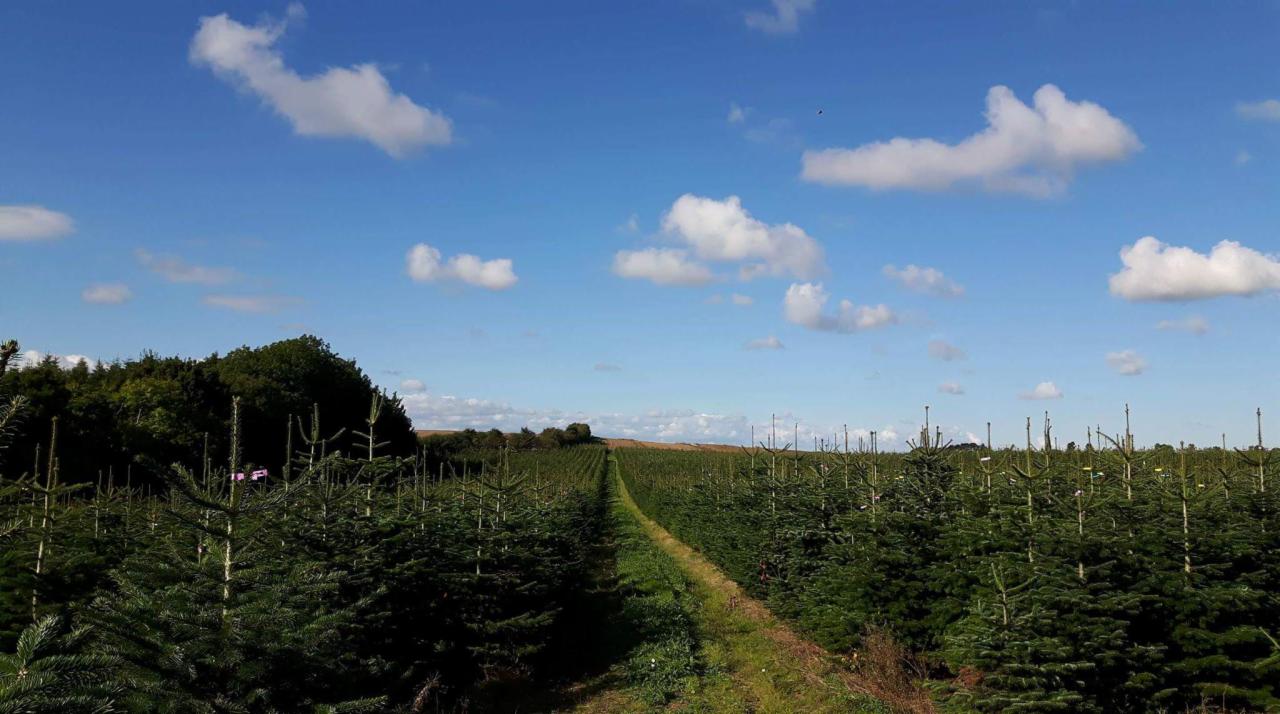 Nasza plantacja Jodeł i Świerków