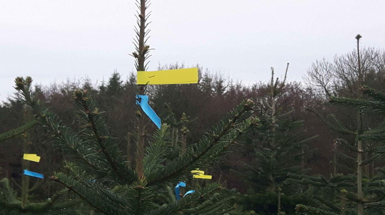 Szkółka choinek z oznaczonymi drzewkami, żółte i niebieskie etykiety na tle lasu w pochmurny dzień.