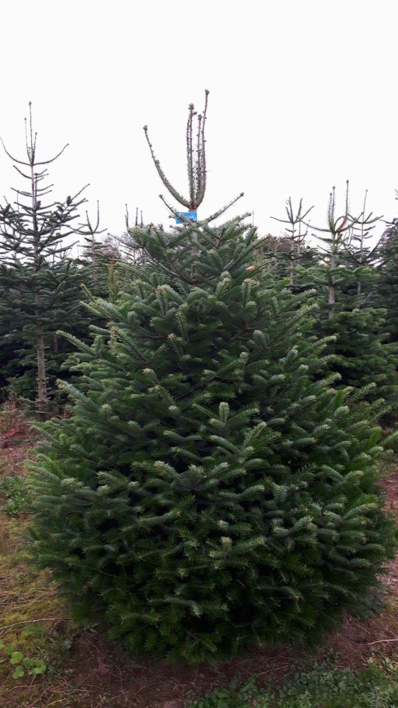 Plantacja choinek: gęsta, zielona jodła z niebieską wstążką na szczycie, otoczona innymi drzewkami na tle pochmurnego nieba.