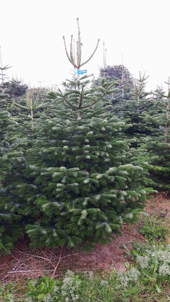 Uprawa choinek: plantacja gęstych, zielonych jodeł kaukaskich z niebieską etykietą na jednej z nich, widok z bliska.