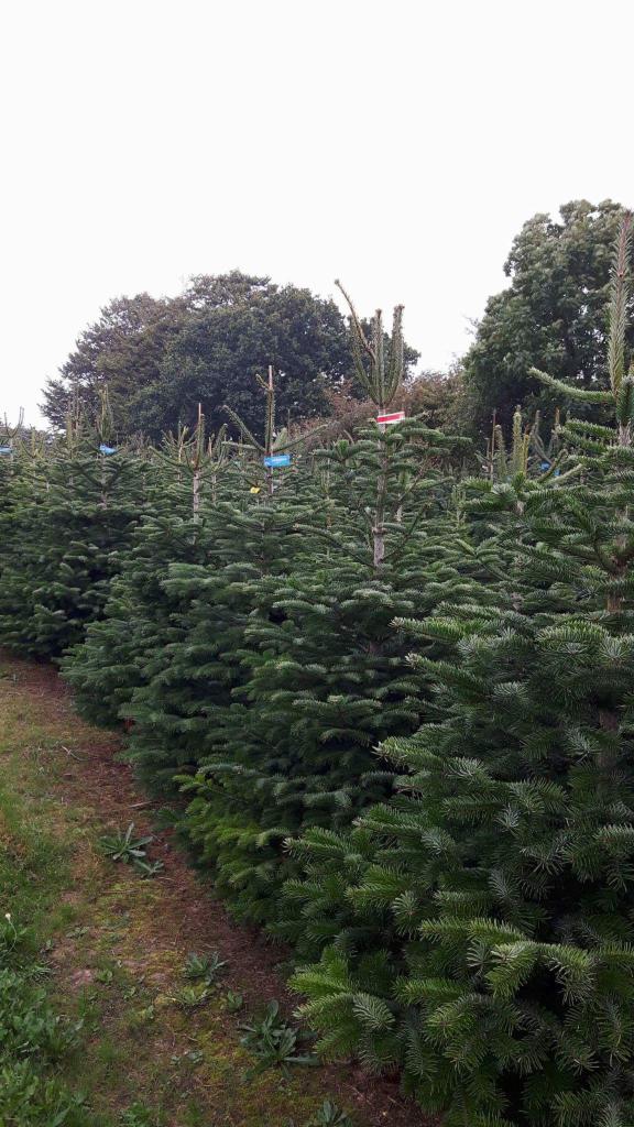 Rząd gęsto posadzonych choinek na szkółce, każda oznaczona kolorową etykietą, z lasem w tle i pochmurnym niebem.