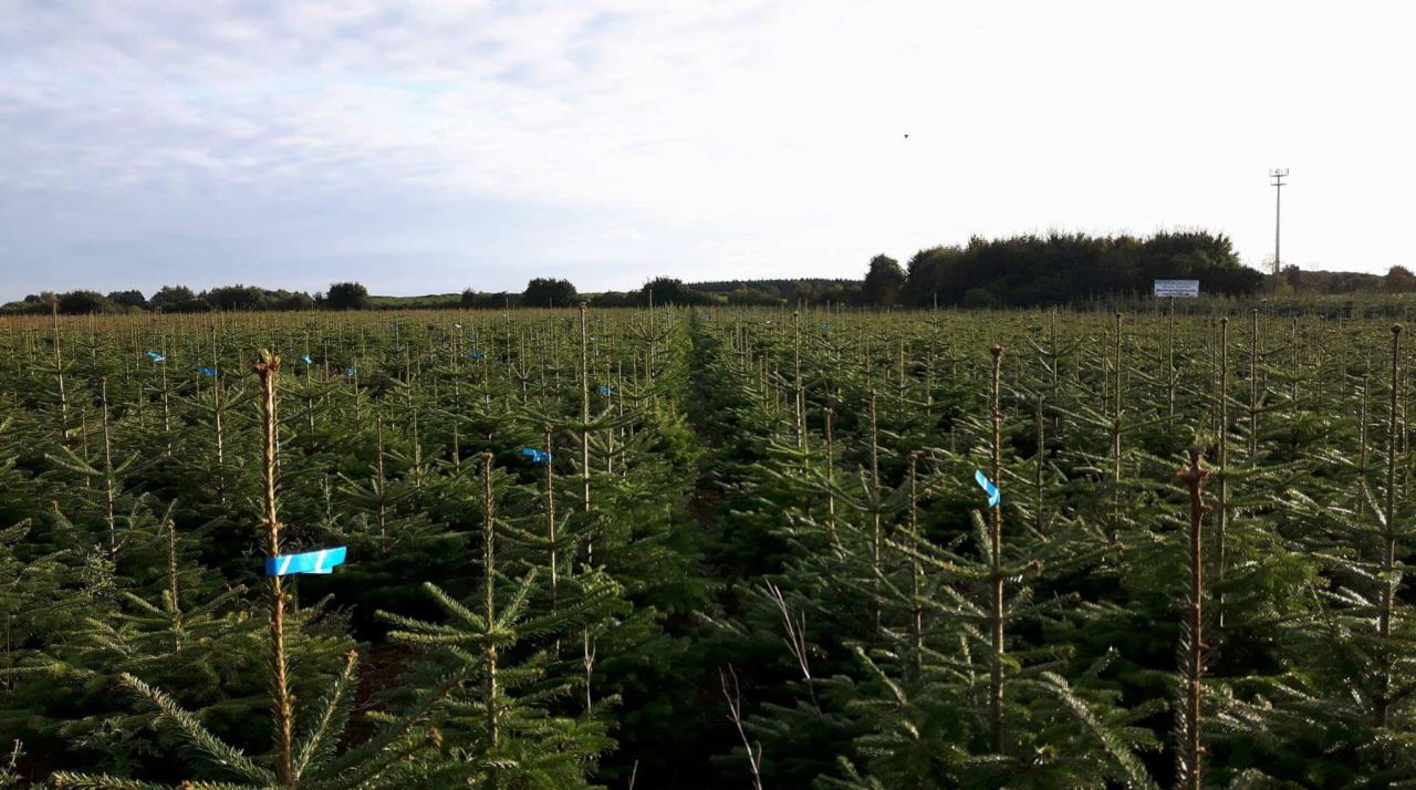 Szeroki kadr na plantację młodych drzew iglastych, każde oznaczone niebieską wstążką, w tle widoczne drzewa i słup energetyczny.