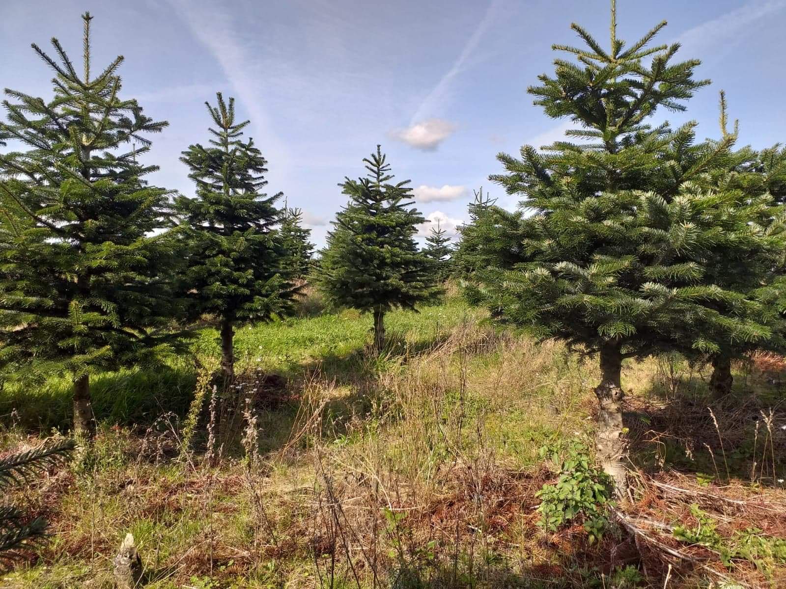 Młode drzewka iglaste, prawdopodobnie jodły, rosnące na polu w słoneczny dzień, widoczne ślady po samolotach na niebie.