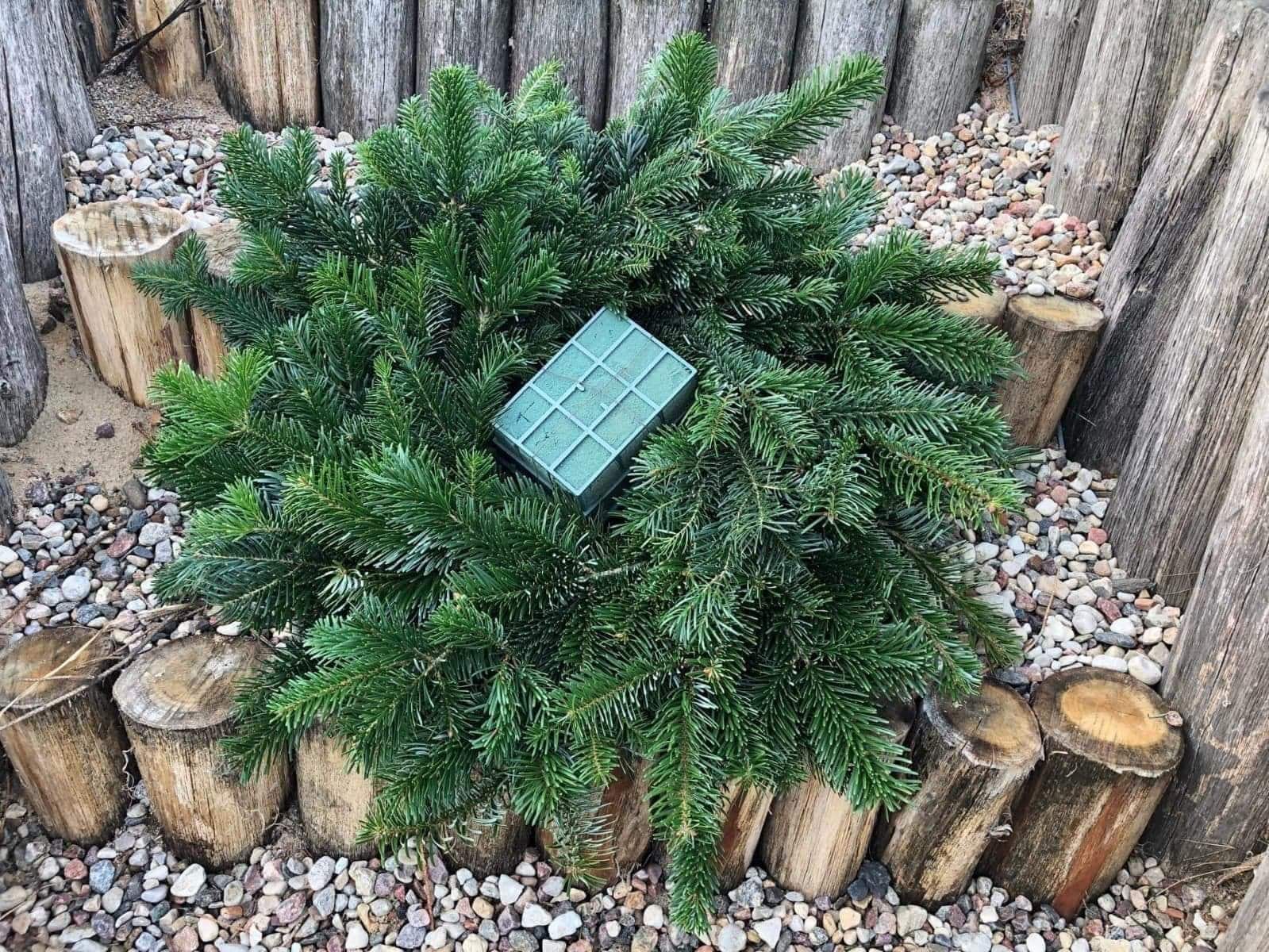 Gęsta choinka iglasta z zieloną gąbką florystyczną na tle drewnianych palików i żwiru.