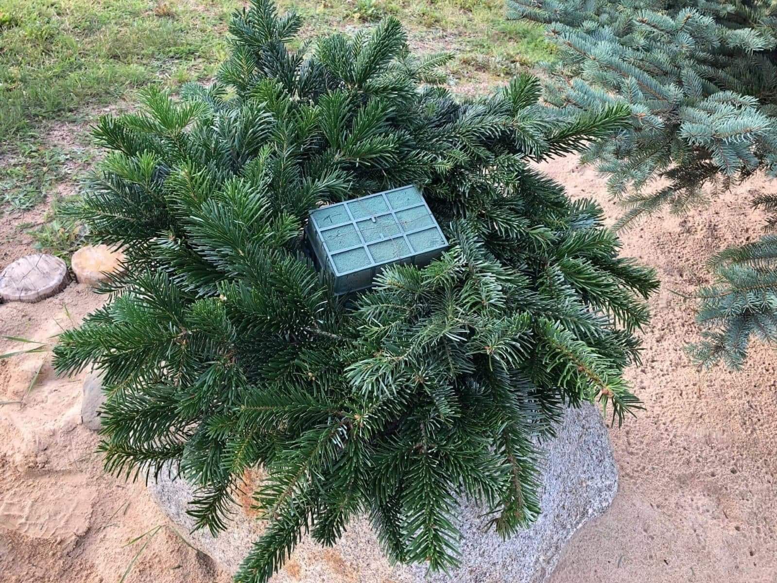 Zielony wieniec z gałązek świerkowych na szarym kamieniu, z zieloną gąbką florystyczną pośrodku, w tle trawa i inne drzewo.