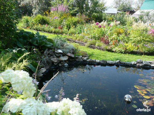 Oczko wodne w ogrodzie z kamiennym obrzeżem, otoczone bujną roślinnością, w tym hortensjami i różnorodnymi kwiatami. W tle widoczny płot i zabudowania.