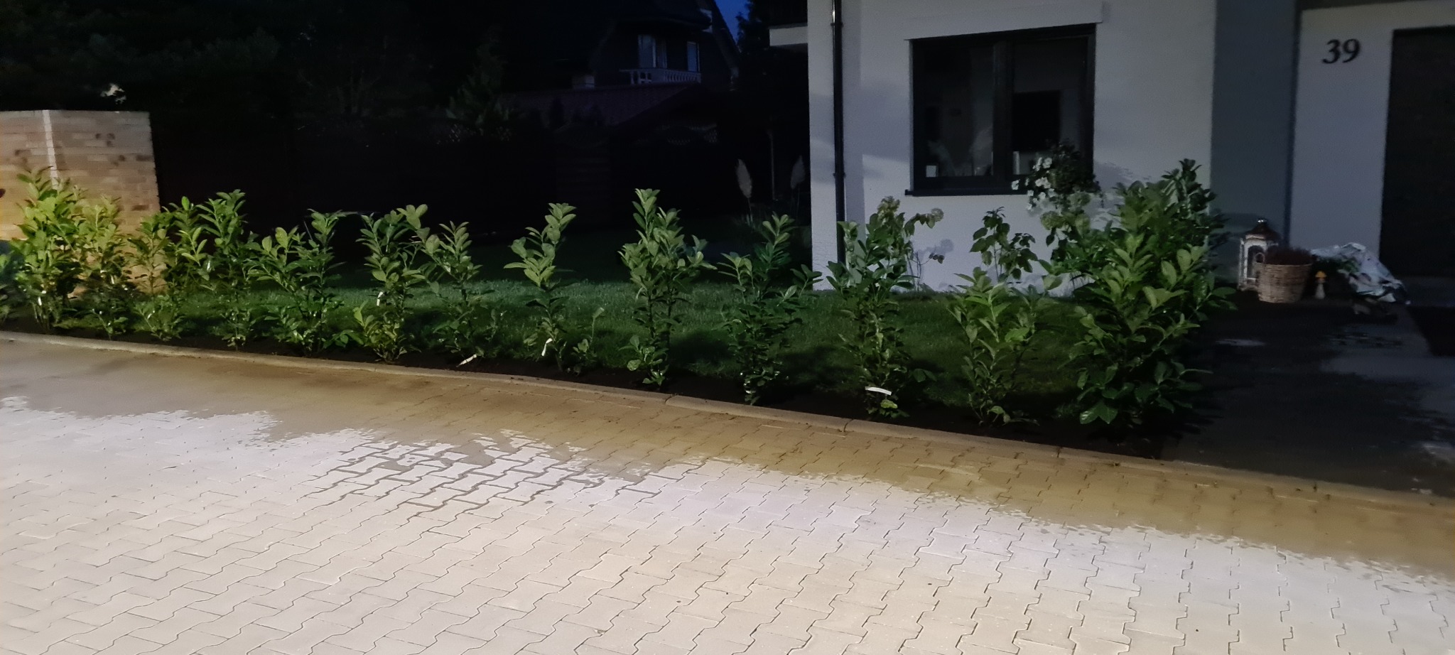Świeżo posadzone, młode krzewy wzdłuż kostki brukowej przed domem z numerem 39, widoczne trawnik i elementy dekoracyjne na schodach wejściowych, zdjęcie wykonane po zmroku.