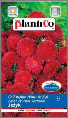 Opakowanie nasion astra chińskiego karłowego 'Jeżyk' marki Plantico z intensywnie czerwonymi kwiatami na tle zieleni, informacjami o kwitnieniu i wysokości rośliny.