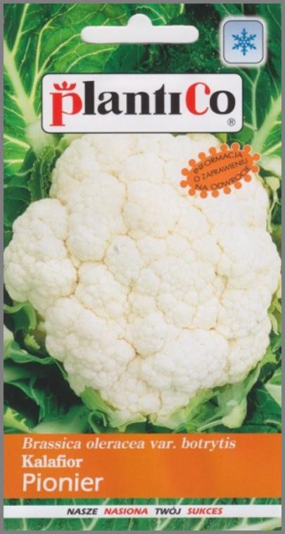 Opakowanie nasion kalafiora odmiany Pionier marki Plantico z informacją o zaprawieniu na odwrocie, na zielonym tle liści kapustnych.