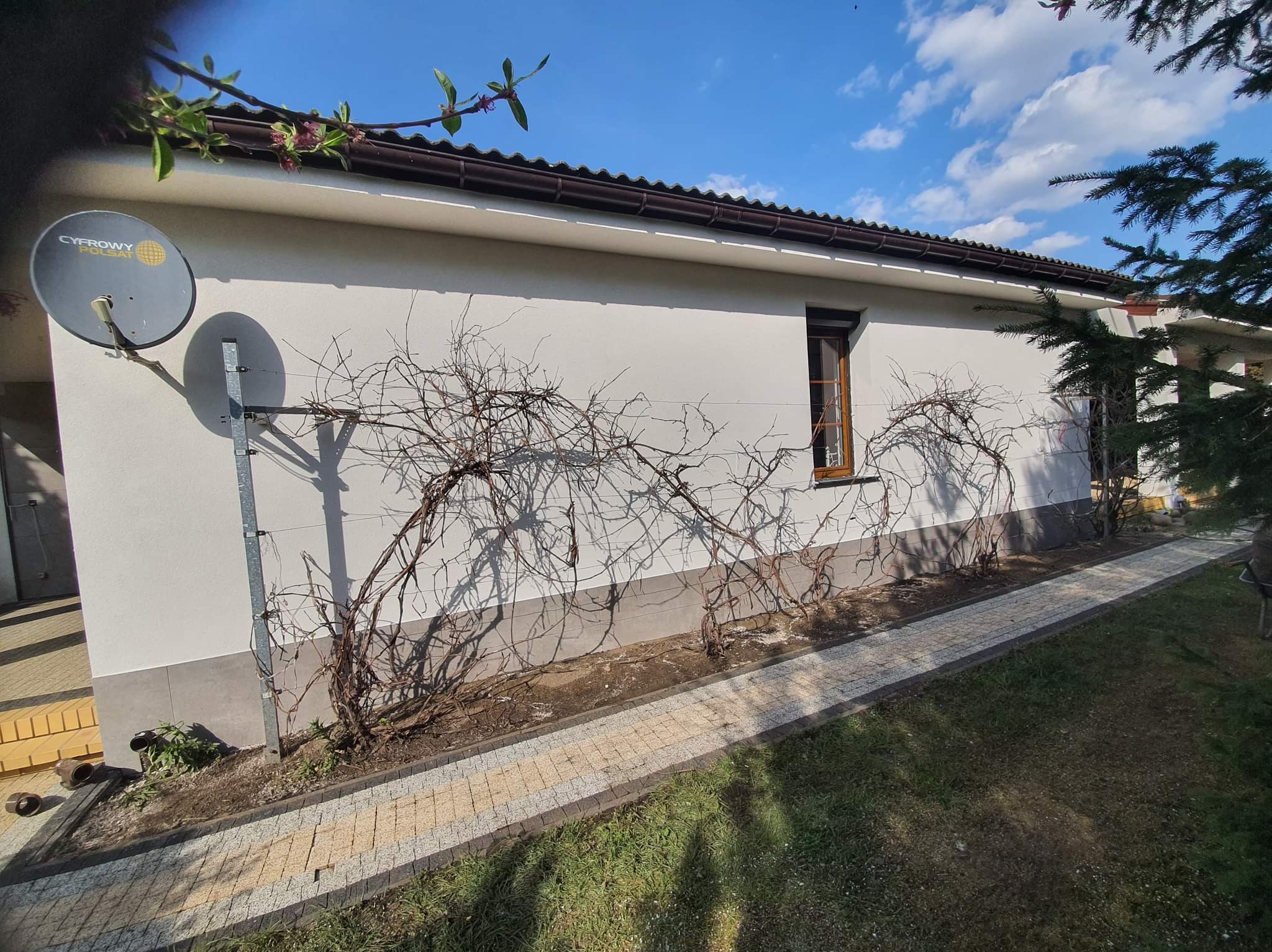 Jasna elewacja domu jednorodzinnego z brązowym oknem i anteną satelitarną, widoczne pnącza bez liści przy ścianie i chodnik z kostki brukowej