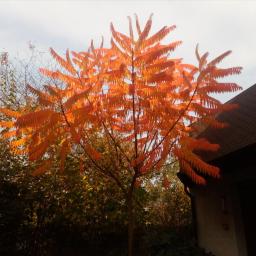 Wycinka drzew Ceranów 4