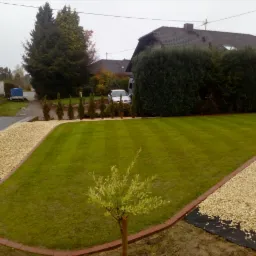 Perfekcyjnie przystrzyżony trawnik z wyraźnymi pasami, obrzeża z drobnego kamienia i cegły, młode drzewko na pierwszym planie, w tle rząd małych tui i żywopłot.