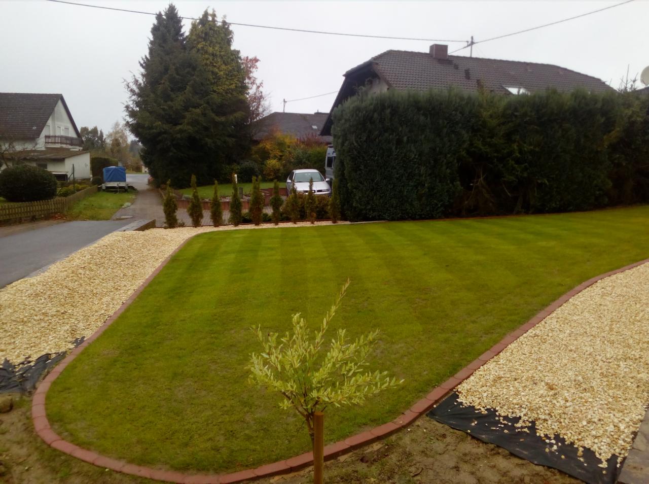 Perfekcyjnie przystrzyżony trawnik z wyraźnymi pasami, obrzeża z drobnego kamienia i cegły, młode drzewko na pierwszym planie, w tle rząd małych tui i żywopłot.