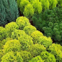 Różnorodne iglaki: kuliste tuje o jasnozielonych igłach, wysoki, smukły jałowiec oraz ciemnozielona sosna, tworzące kompozycję roślin w szkółce.