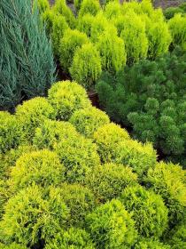 Premium Plants - Ogrodnik Szropy