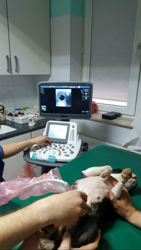 Pies leżący na grzbiecie na zielonym stole podczas badania USG, widoczny monitor z obrazem ultrasonograficznym, ręce lekarza z żelem USG i sonda w różowej osłonce.