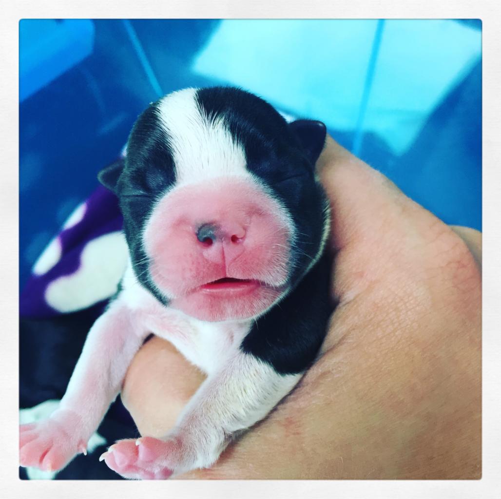 Nowonarodzony szczeniak rasy Boston Terrier z czarno-białym umaszczeniem, z zamkniętymi oczami i różowym nosem, trzymany delikatnie w dłoni, widoczny fragment fioletowej poduszki w tle.