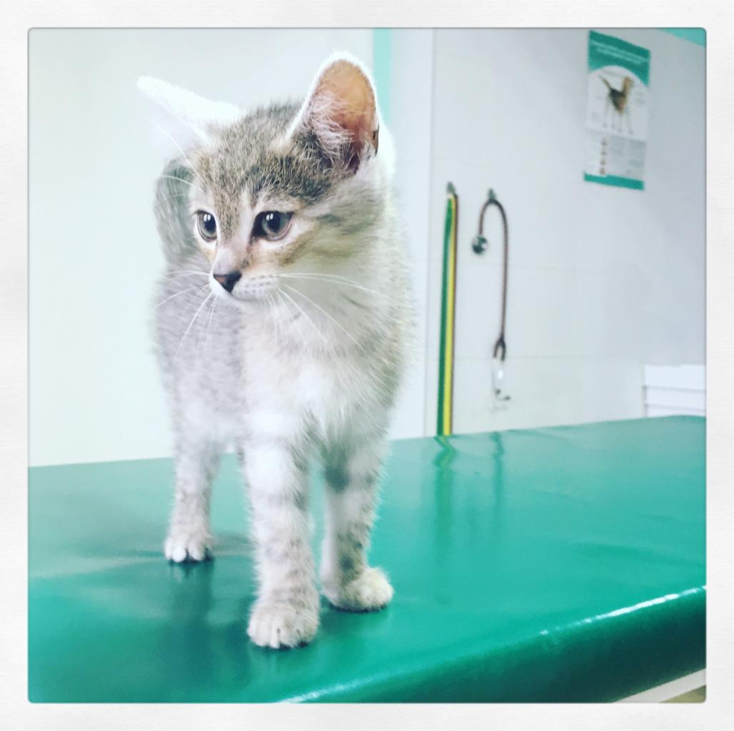 Młody, pręgowany kotek stoi na zielonym stole zabiegowym; w tle biała ściana z plakatem i stetoskopem