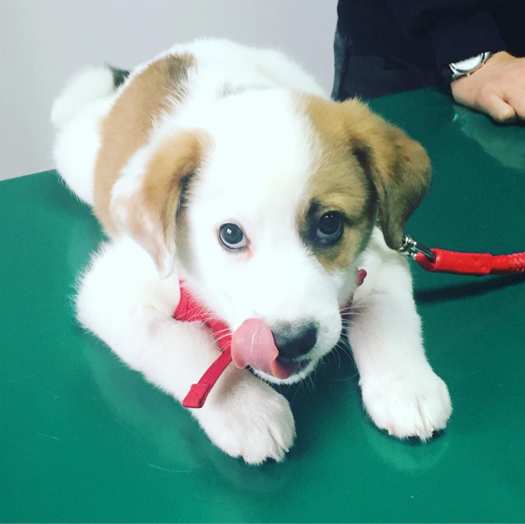 ALPHAVET Centrum Małych Zwierząt Obozowa 38B/1