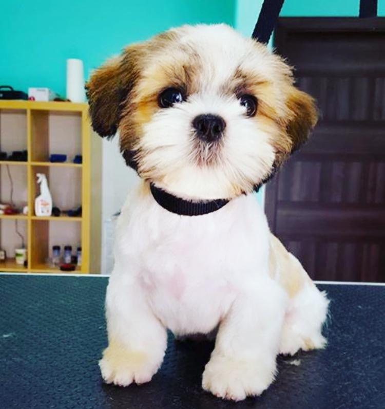 W ALPHAVET mieści się tez salon Piękności -Groomer