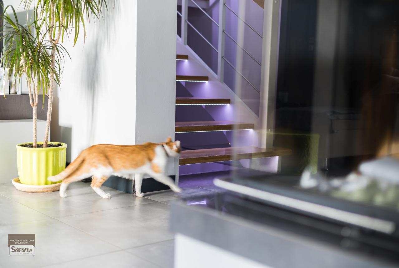 Nowoczesne schody samonośne z podświetleniem LED stopni, widoczne przez szybę; w tle kot przechodzi obok rośliny doniczkowej.